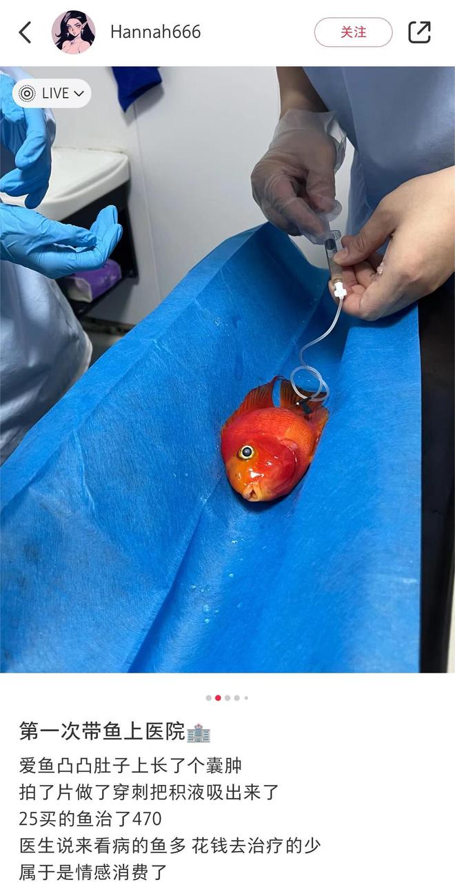 人生就是博：女子花470元给一条鱼看病企查查：近五年宠物医院新增超7000家(图2)