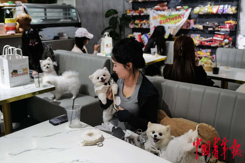 春日里的宠物聚会(图5)