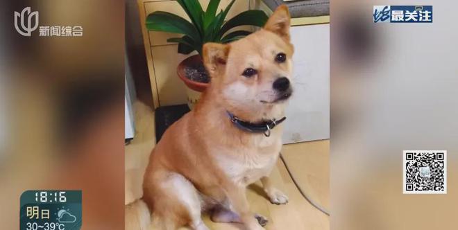 上海一小区二十多只猫狗离奇死亡疑似有人投毒警方已介入(图2)