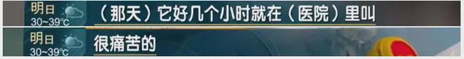 上海一小区二十多只猫狗离奇死亡疑似有人投毒警方已介入(图1)