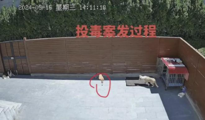 上海一小区二十多只猫狗离奇死亡疑似有人投毒警方已介入(图10)