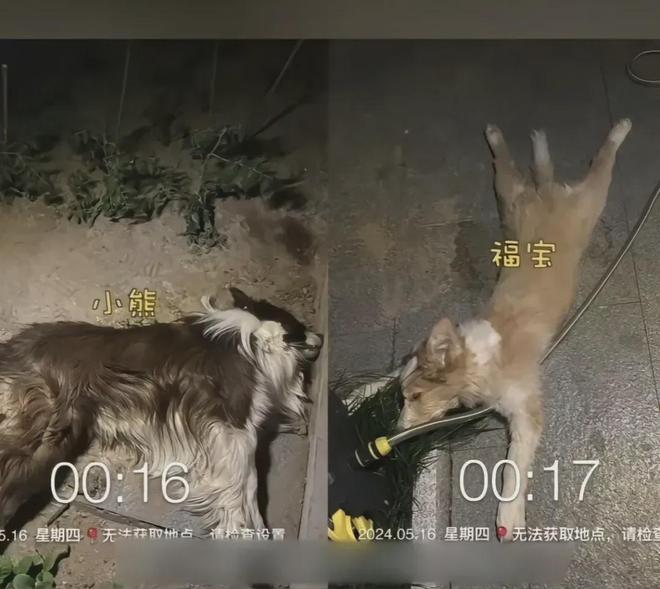 上海一小区二十多只猫狗离奇死亡疑似有人投毒警方已介入(图9)