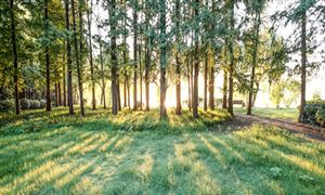 2024年宠物用品行业发展现状及发展趋势分析(图5)