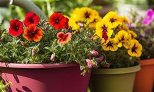 2024年宠物用品行业发展现状及发展趋势分析(图7)