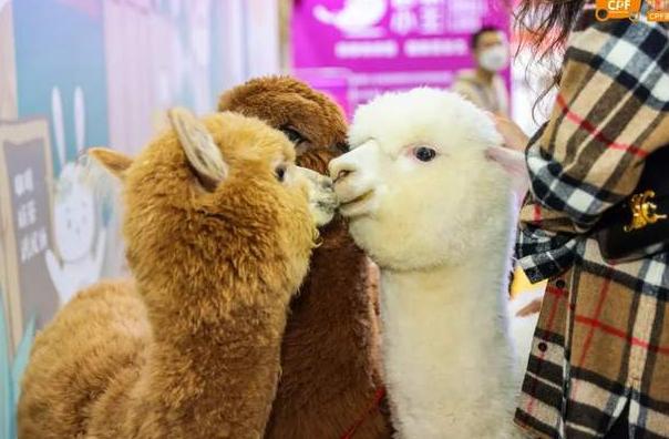 2024华中宠物博览会(武汉宠物展)(图1)