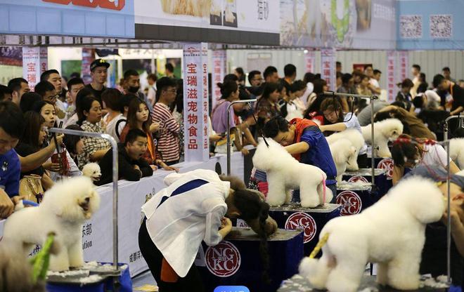 2024华中宠物博览会(武汉宠物展)(图2)