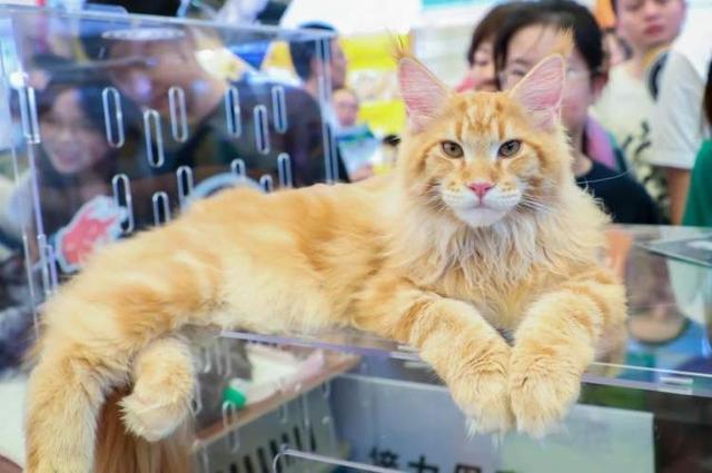 “铲屎官”的盛会来啦！2000+新品将亮相还有猫猫狗狗颜值大比拼！2024年亚宠展明日开幕(图3)