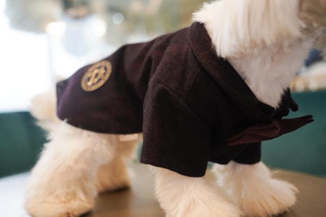 z6尊龙·凯时：宠物服饰引领宠物生活新潮流(图9)