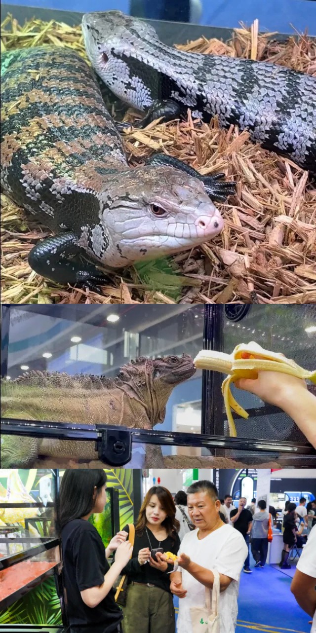 人生就是博：展讯动态丨REPTIZOO精彩亮相2024第28届中国国际宠物水族展览会(图3)