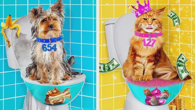 DIY小众产品赚大钱！个性化宠物用品增长跨境新赛道！(图11)