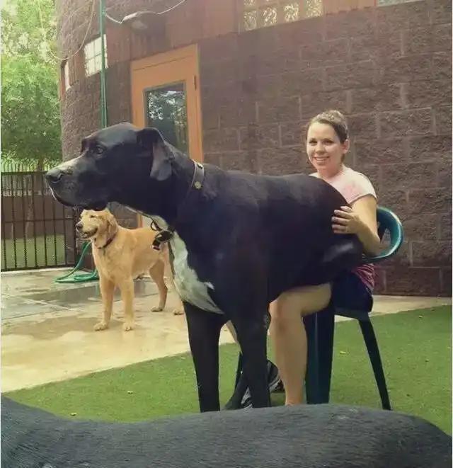 尊龙凯时网站：女子把牙膏当宠物给石头买衣服擦面霜网友：怀疑他们精神状态(图1)