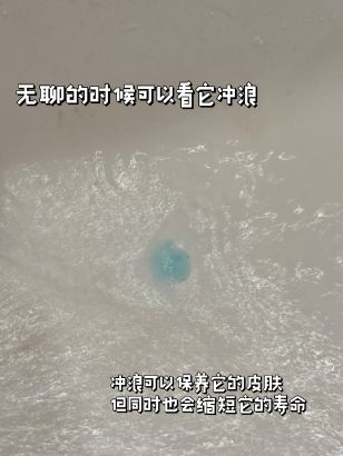 尊龙凯时网站：女子把牙膏当宠物给石头买衣服擦面霜网友：怀疑他们精神状态(图7)