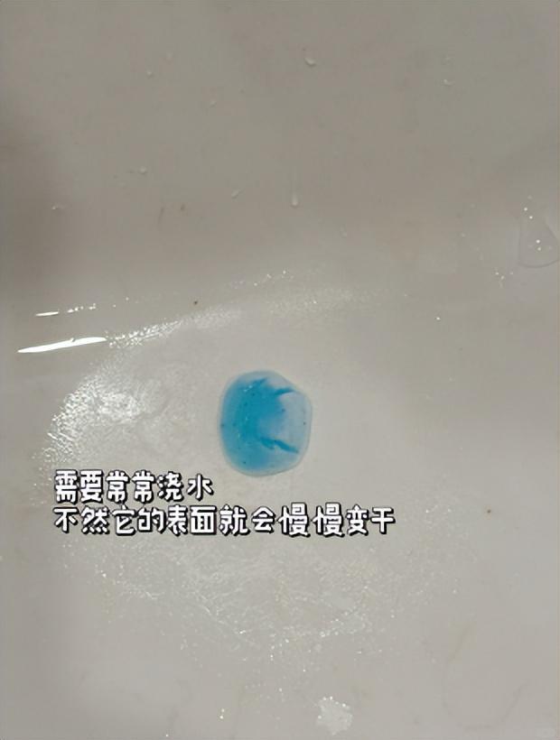 尊龙凯时网站：女子把牙膏当宠物给石头买衣服擦面霜网友：怀疑他们精神状态(图6)