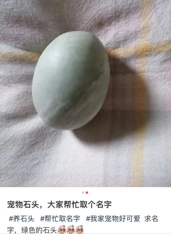 尊龙凯时网站：女子把牙膏当宠物给石头买衣服擦面霜网友：怀疑他们精神状态(图12)