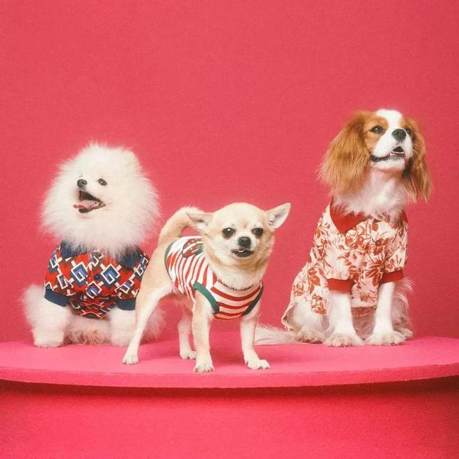 尊龙凯时网站：小可爱们的时髦秘籍！(图1)