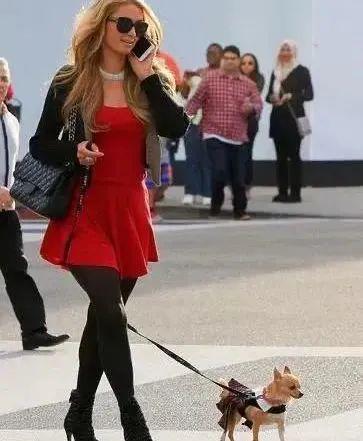 尊龙凯时网站：小可爱们的时髦秘籍！(图4)