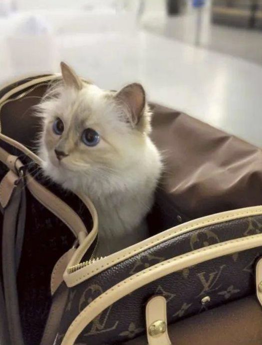 尊龙凯时网站：小可爱们的时髦秘籍！(图7)