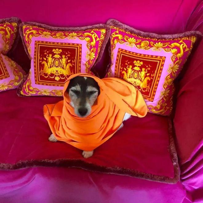 尊龙凯时网站：小可爱们的时髦秘籍！(图14)