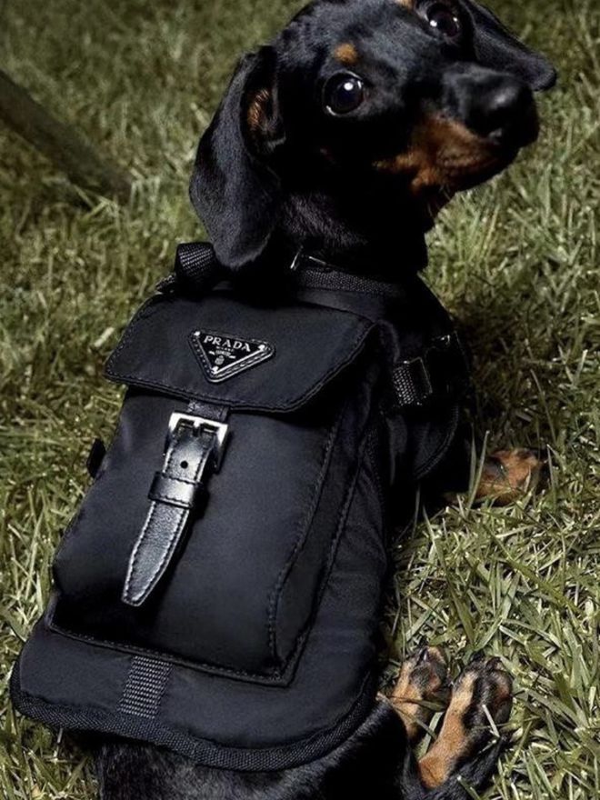 尊龙凯时网站：小可爱们的时髦秘籍！(图17)