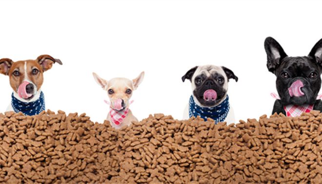 人生就是博：2020-24年宠物服装项目投资可行性研究需求增加前景较好(图2)