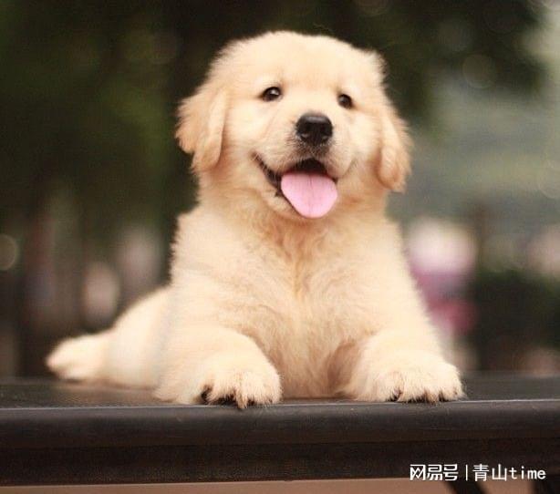 2024宠物展会上海国际宠物展览会【点击咨询】(图5)