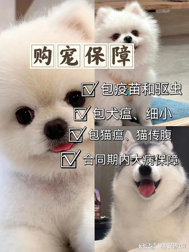 人生就是博：南京目前哪里有狗市猫市？这里还提供实体店挑选宠物的贴心服务！(图4)