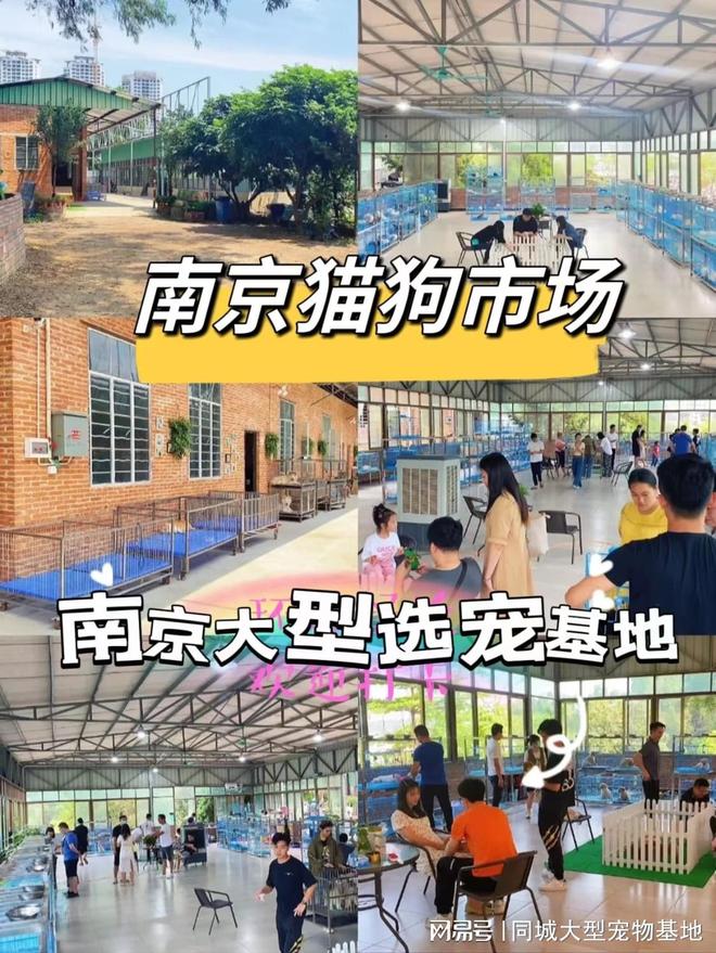 人生就是博：南京目前哪里有狗市猫市？这里还提供实体店挑选宠物的贴心服务！(图1)