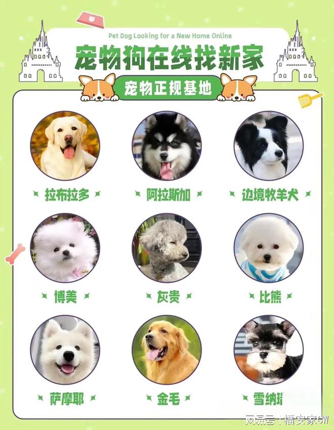 人生就是博：南京目前哪里有狗市猫市？这里还提供实体店挑选宠物的贴心服务！(图2)