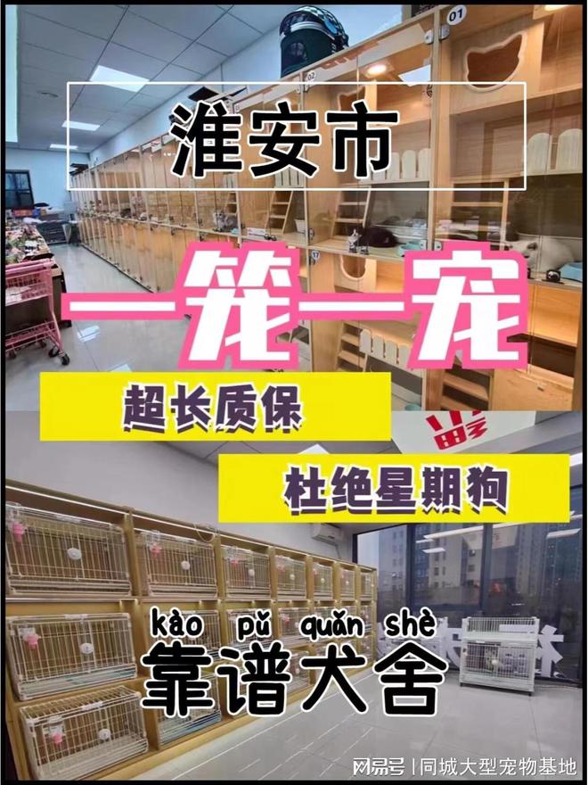 尊龙凯时网站：淮安哪里正规犬舍猫舍基地？这里信誉保证可实体店铺实地挑选宠物(图1)