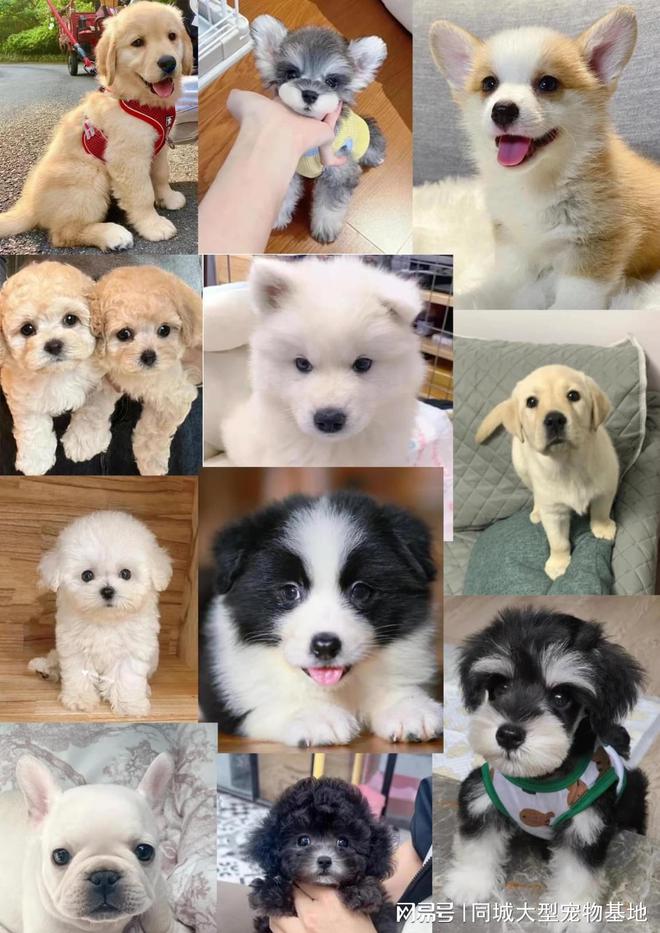 尊龙凯时网站：淮安哪里正规犬舍猫舍基地？这里信誉保证可实体店铺实地挑选宠物(图3)