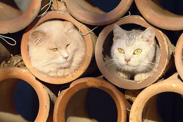 新生儿不够用了迪士尼盯上宠主的钱包(图7)