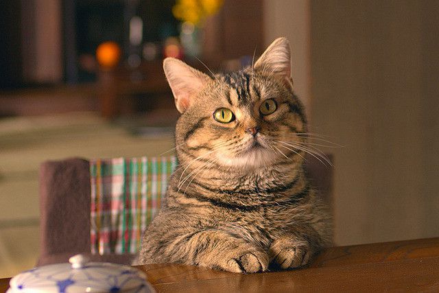 新生儿不够用了迪士尼盯上宠主的钱包(图3)