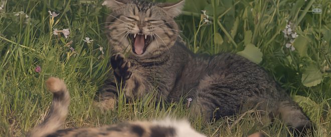 新生儿不够用了迪士尼盯上宠主的钱包(图9)