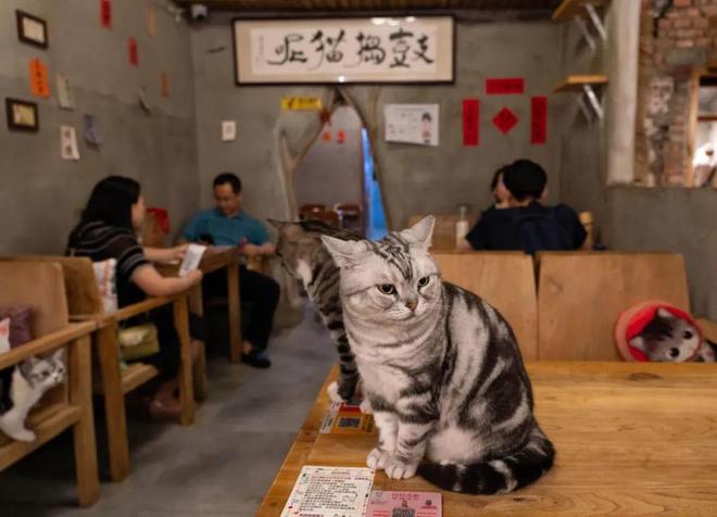 12亿只近3000亿元市场规模！宠物消费市场调查(图2)