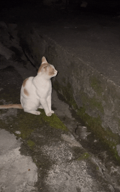 路人记录小猫玩老鼠没想到可爱猫秒变肇事猫：一想到等会儿要把老鼠甩他身上就想笑(图1)