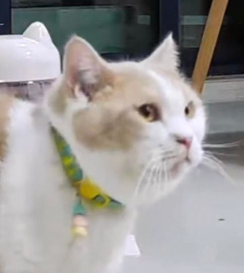 路人记录小猫玩老鼠没想到可爱猫秒变肇事猫：一想到等会儿要把老鼠甩他身上就想笑(图2)