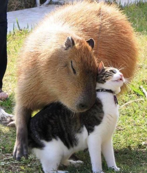 创业7年iOS创收172亿这家公司是名副其实的休闲游戏一哥(图8)