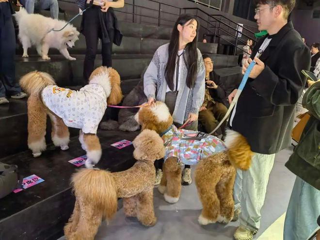超好玩！第三届上海宠物时装周在杨浦滨江开幕(图2)
