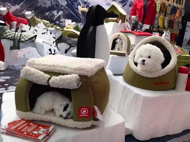 超好玩！第三届上海宠物时装周在杨浦滨江开幕(图1)