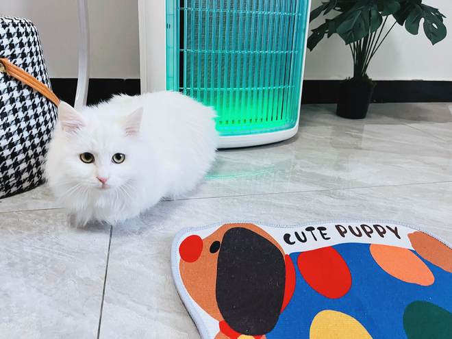 舒乐氏Umi宠物净化器吸附宠物浮毛、去异味更呵护家人健康(图14)