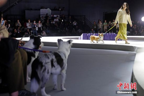 上海宠物时装周开幕(图2)