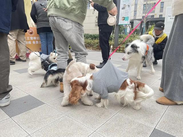 z6尊龙·凯时：从流浪到治愈萌宠市集见证疗愈犬的使命之旅(图6)