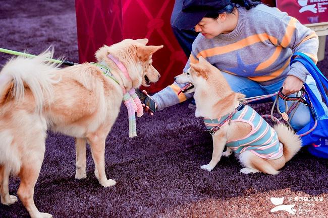 2024深圳宠物时尚周圆满落幕创新交融探索行业未来(图11)