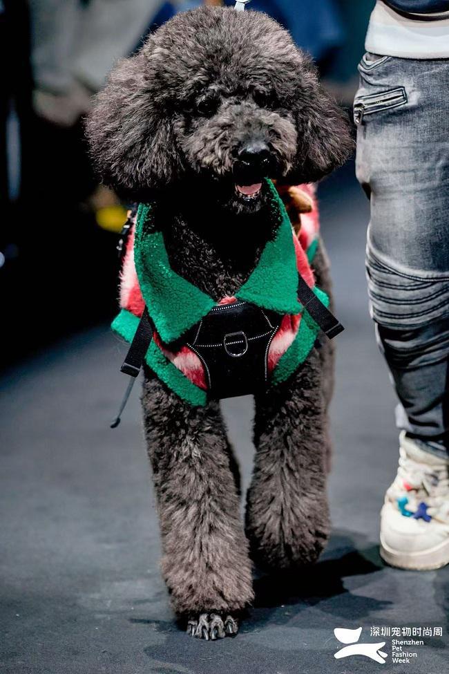 2024深圳宠物时尚周圆满落幕创新交融探索行业未来(图3)
