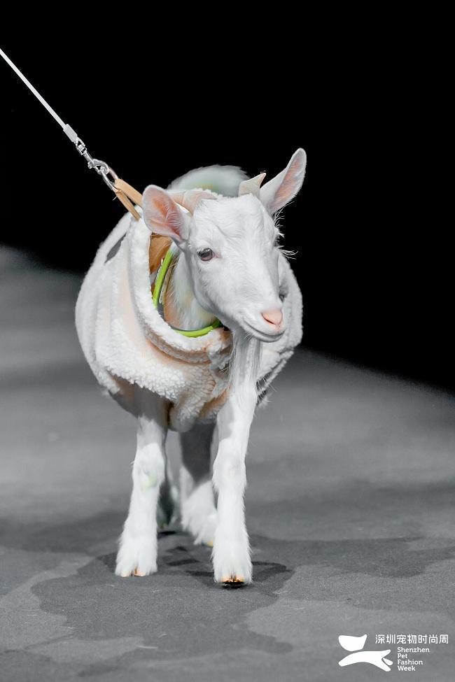 2024深圳宠物时尚周圆满落幕创新交融探索行业未来(图5)