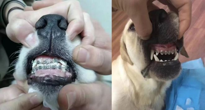 宠物坐月子、拍写真：年轻人养宠真爱还是虚荣？(图3)