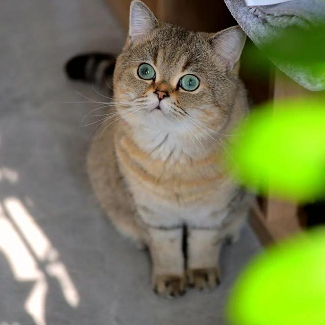 现在开始流行“带娃式”养宠了？(图2)