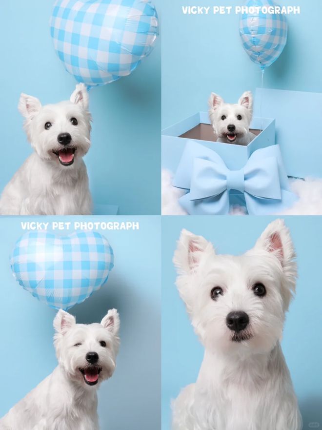 宠物也要“坐月子”了(图6)