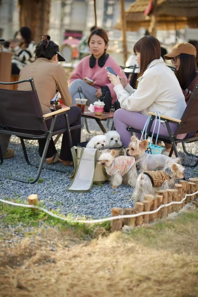 宠物也要“坐月子”了(图7)