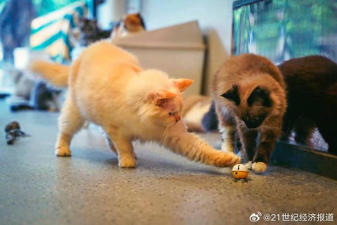 人生就是博：留守宠物催生新生意(图1)